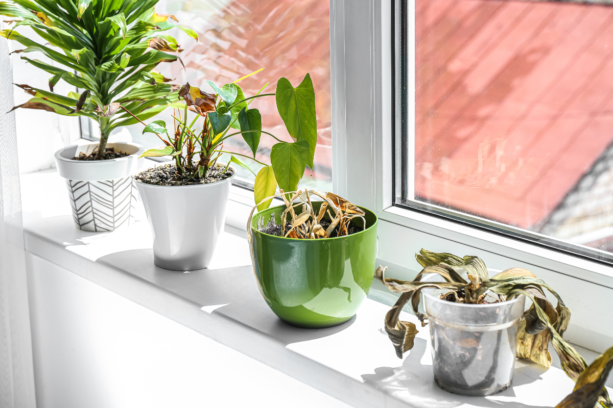 common mistakes houseplants.png
